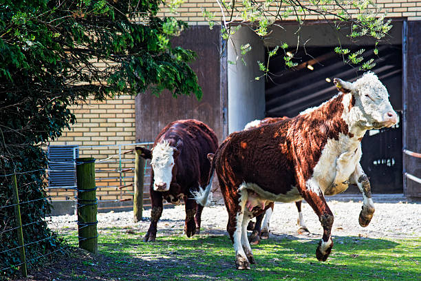 istock Happy Cows Leaving Their Winter Barn 530579746