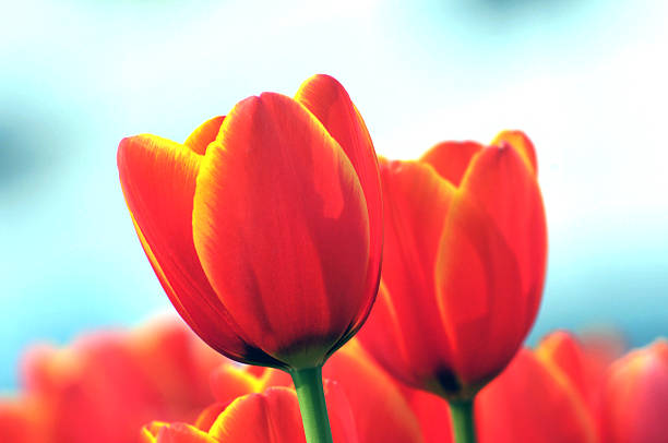 istock Beauty in nature 530580004