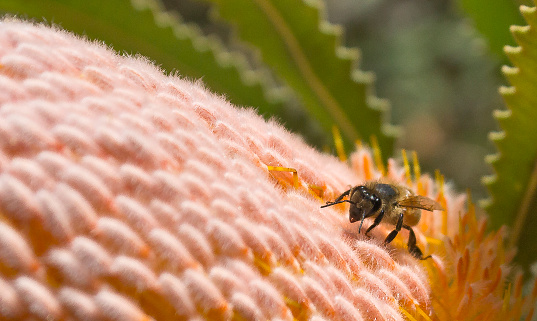 Bee pollinating Banksia bloom