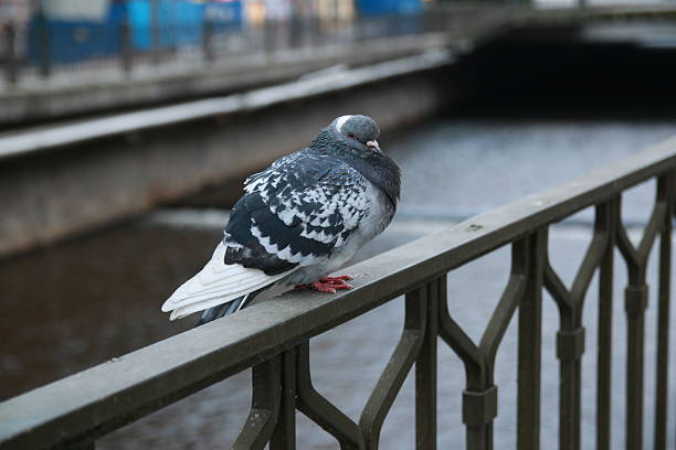 istock Pigeons of Karlovy vary 530580315