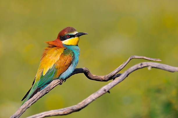 istock Close-up of bee-eater on tree branch 530580470