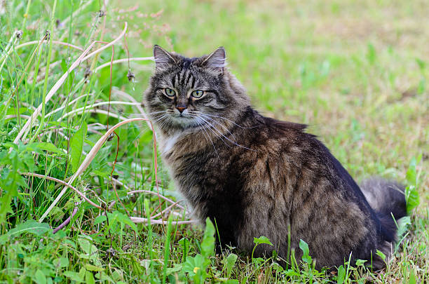 istock The cat sits in the grass 530580617
