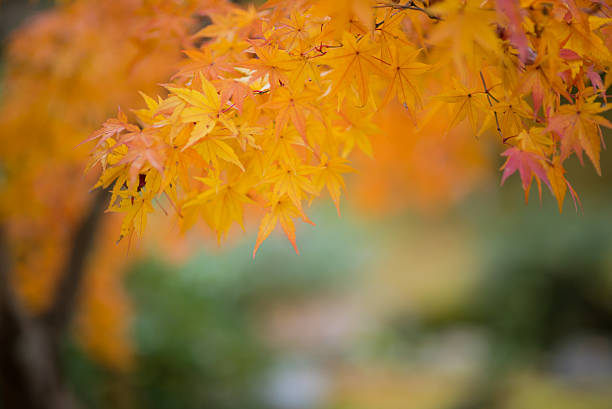 Japanese maple during autumn in Japan stock photo