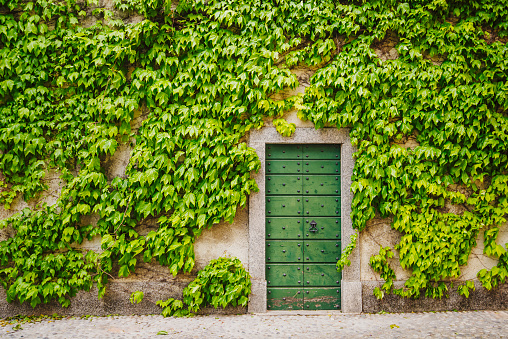 Ivy plant around wooden green gate, Lake Como district, Varenna town, Italy