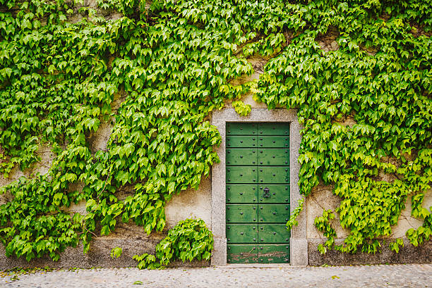 зеленый плющ на дере вянные ворота - вьющееся растение фотографии стоковые фото и изображения
