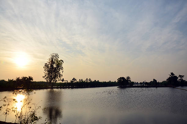Sunset or sundown is the daily disappearance of the Sun below the western horizon, as a result of Earth's rotation.