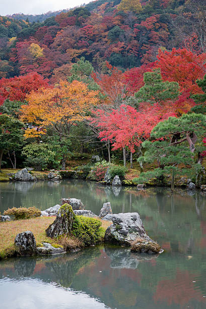 istock Japanese maple leaves in autumn 530580857