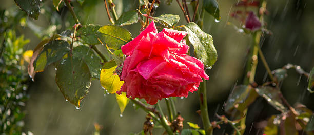 istock Rose in the rain 530581361