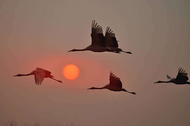 istock Sheyang Red Crowned Crane Reserve 530581499