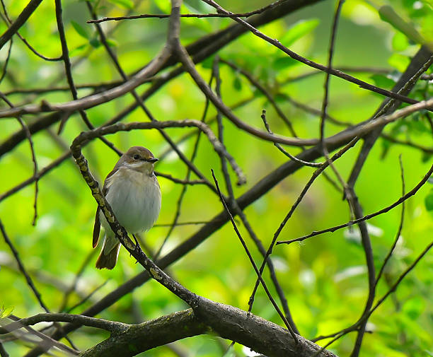 istock Ficedula on branch in the forest 530581826