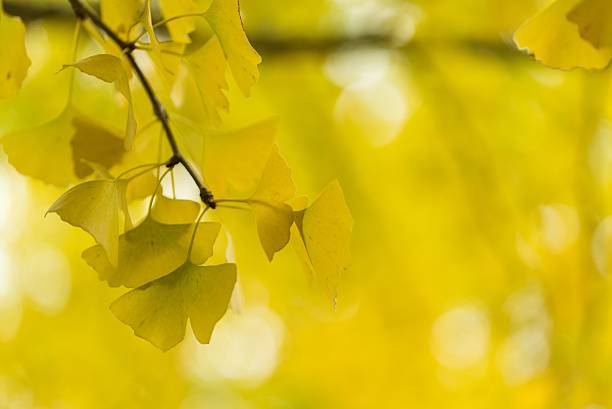 istock Ginkgo biloba 530582053