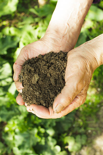 istock Hands with soil and plant 530582084