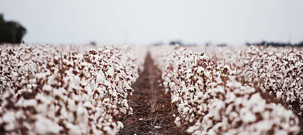 Photo of Cotton field in Oakey