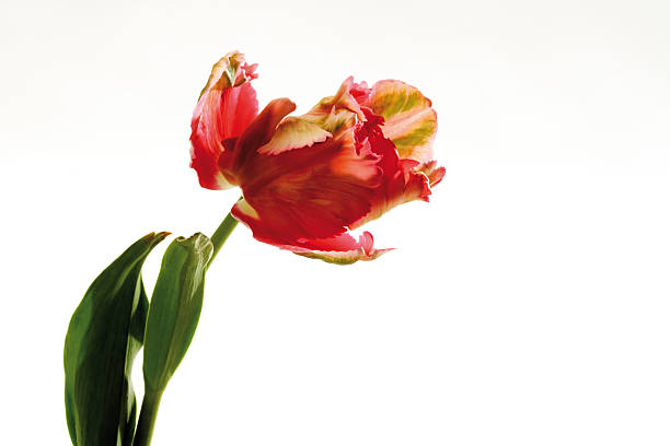 istock Tulip Flaming Parrot, close-up 530582441