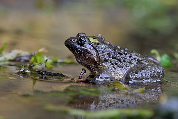 istock Fujian large-headed frog,in the Taiwan 530583248