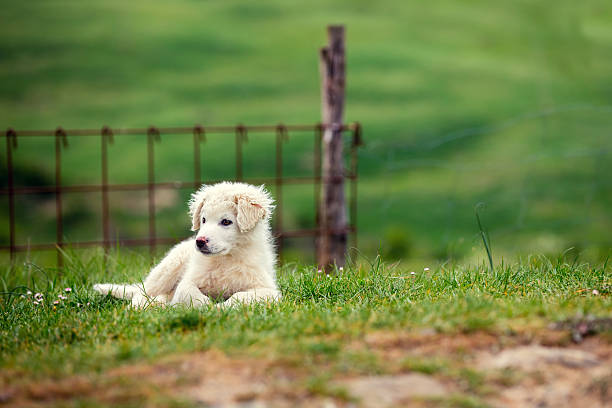 cachorro de perro gran pirenaica - pyrenean fotografías e imágenes de stock