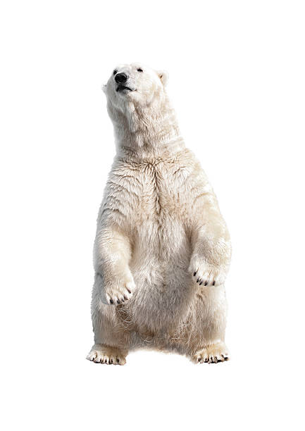 istock Polar bear standing on his hind legs 530583600
