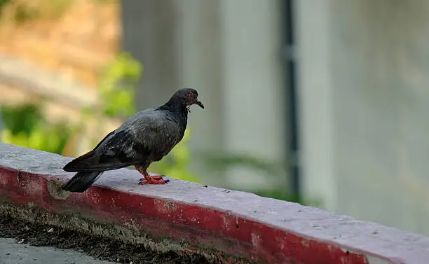 Photo of pigeon  in Asia, Thailand  (Selective focus)