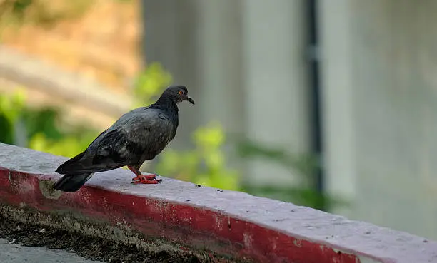 Photo of pigeon  in Asia, Thailand  (Selective focus)