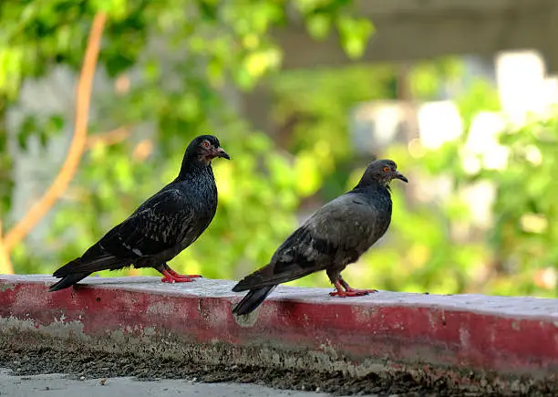 Photo of pigeon  in Asia, Thailand  (Selective focus)