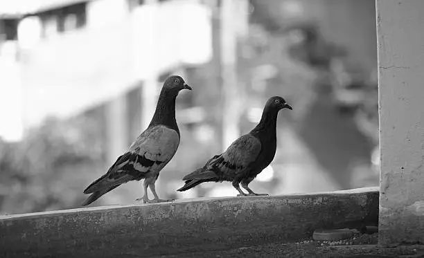 Photo of pigeon  in Asia, Thailand  (Selective focus)