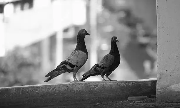 Photo of pigeon  in Asia, Thailand  (Selective focus)