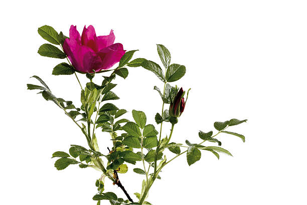 istock Blossoms of dog rose (Rosa canina) 530584017