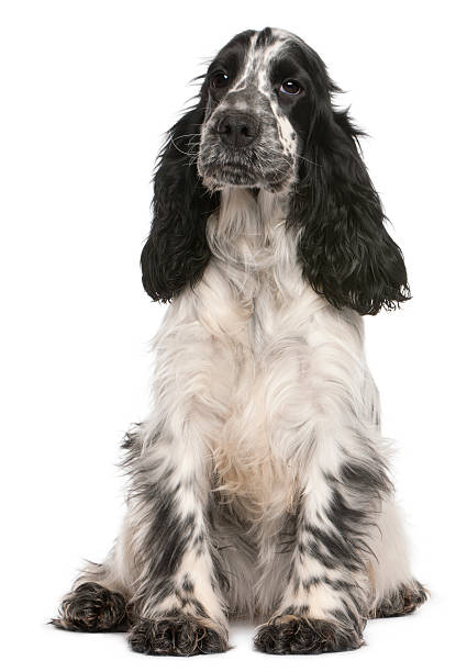 istock English Cocker Spaniel, 2 years old, sitting 530584602