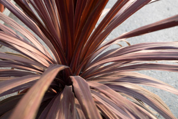 istock dried houseplants , Chlorophytum 530584622