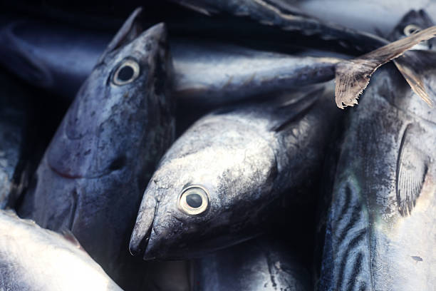 istock fresh fish in market 530584629