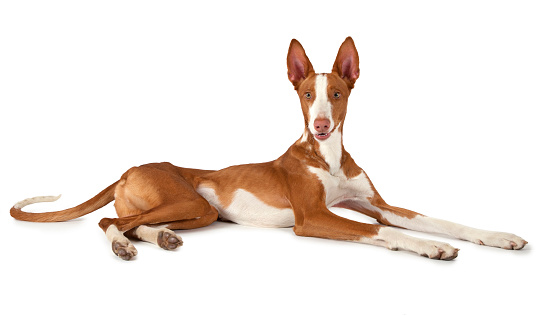 One year old Ibizan Hound (Podenco ibicenco) dog lying in front of white background and looking at the camera.