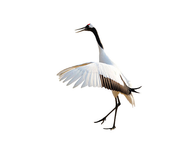 istock Sheyang Red Crowned Crane Reserve 530585033