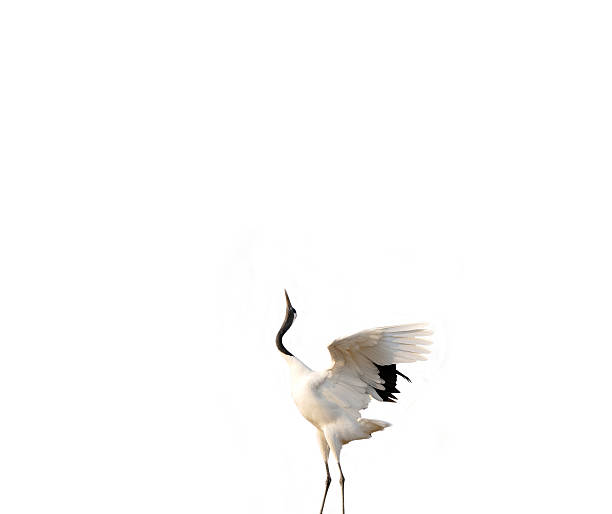 istock Sheyang Red Crowned Crane Reserve 530585035