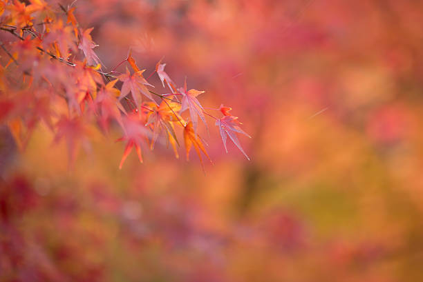 Japanese maple during autumn in Japan stock photo