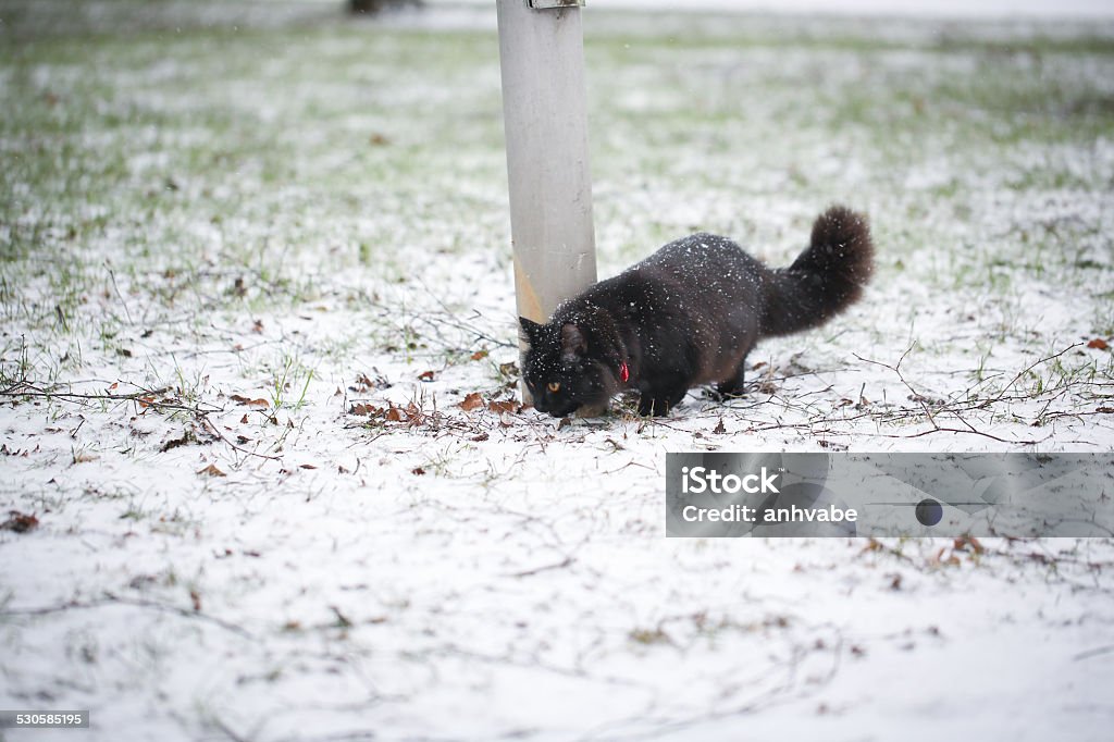 Black cat playing in winter Black cat plays outside in a snowy day Animal Stock Photo