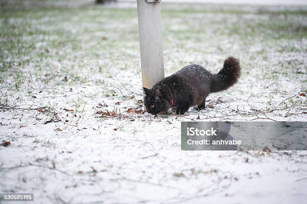 Black Cat Playing In Winter Stock Photo - Download Image Now - Animal, Animal Body Part, Animal Eye