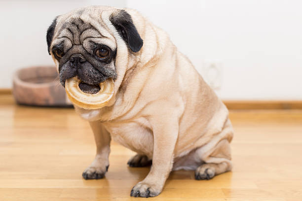 istock Pug with a round bone in mouth 530585583