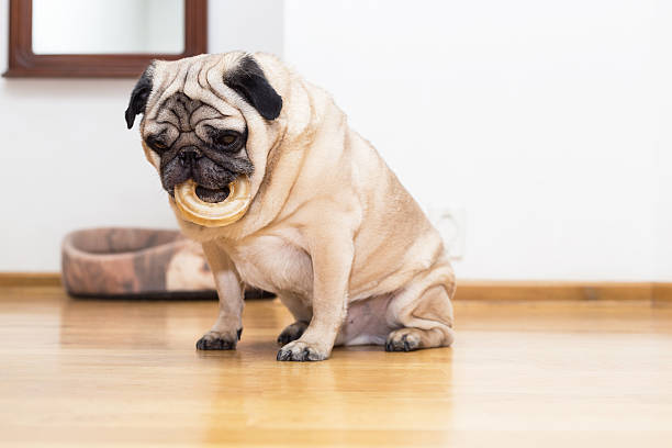 istock Pug with a round bone in mouth 530585627