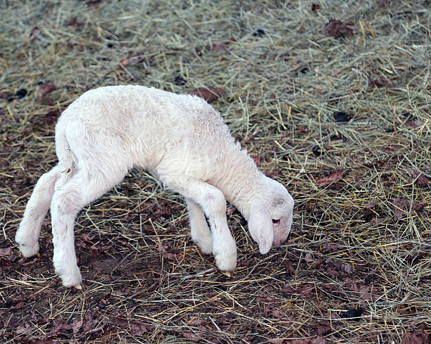 young newborn lamb walking with difficulty young white lamb walking with difficulty on the hay meek as a lamb stock pictures, royalty-free photos & images
