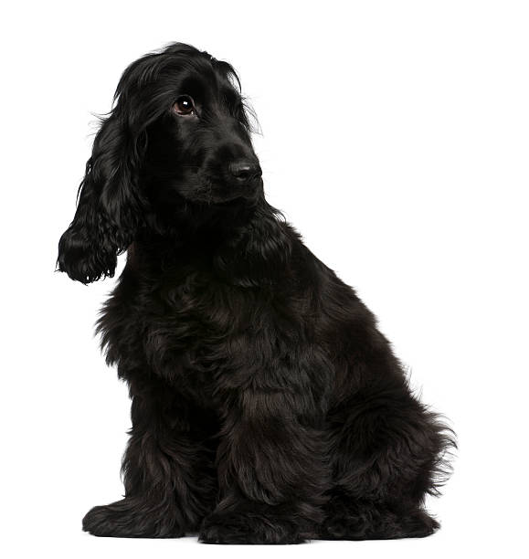 istock English Cocker Spaniel puppy, 5 months old, sitting 530586940