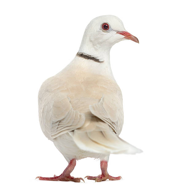 istock African Collared dove isolated on white 530587254