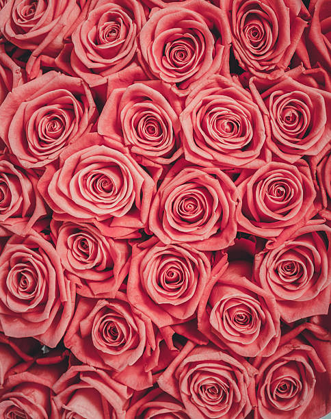 istock Abstract background of flowers Close-up 530588504