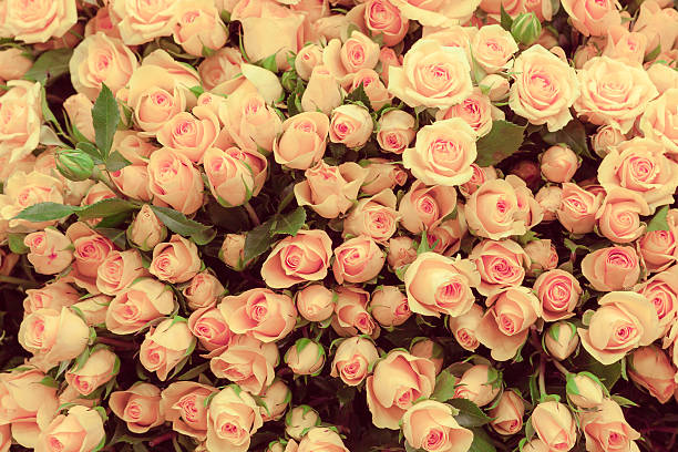 istock Abstract background of flowers Close-up 530588616