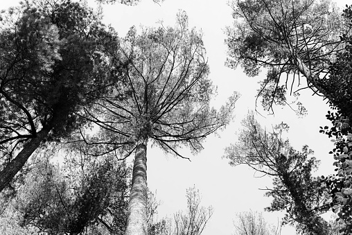 Upward looking shoot of trees reaching up towards the sky. Photo converted to black and white.