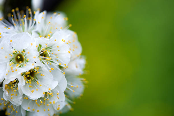 istock Flowering pear blossoms , closeup 530591004