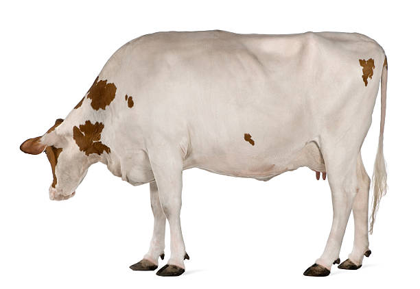 istock Holstein cow, 4 years old, standing 530591040