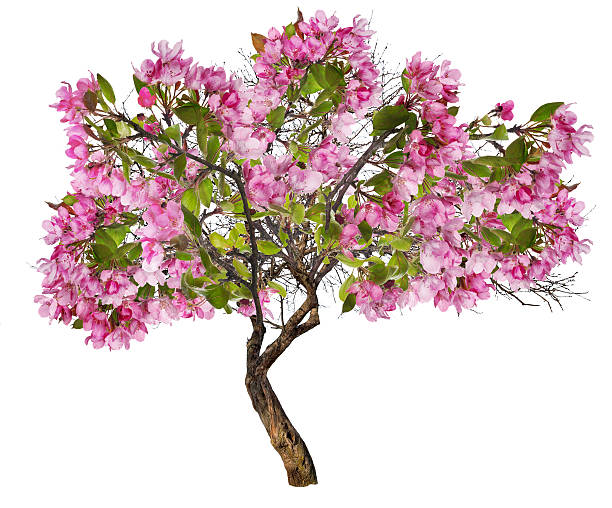 istock apple tree with large pink blooms on white 530591448