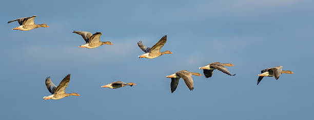 플락 of Greylag 거위 (anser anser) 스톡 사진