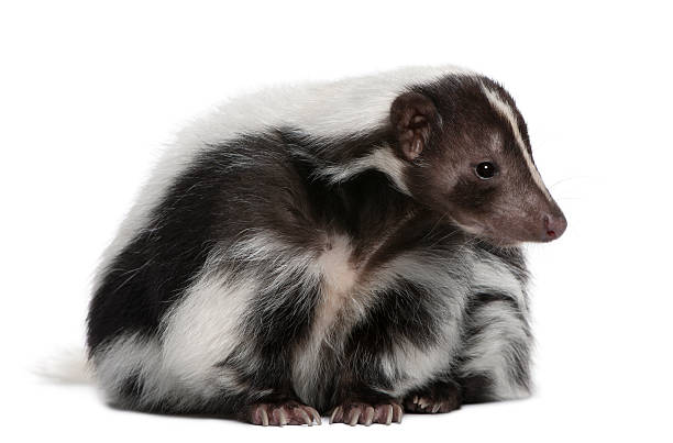 istock Striped Skunk, Mephitis Mephitis, 5 years old, sitting 530591892