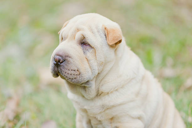 istock Shar Pei puppy 530591931